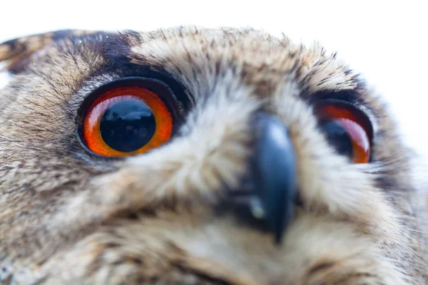 Búho con cuernos en la cabeza — Foto de Stock