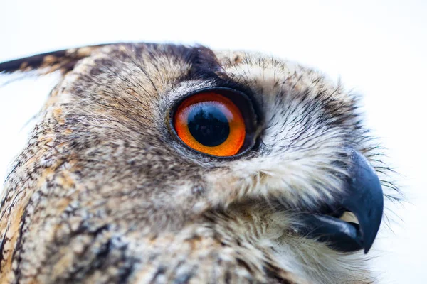 Horned sova headshot — Stock fotografie