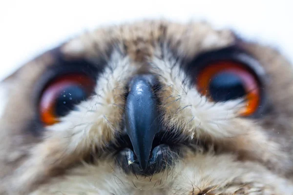 Κερασφόρος κουκουβάγια headshot — Φωτογραφία Αρχείου