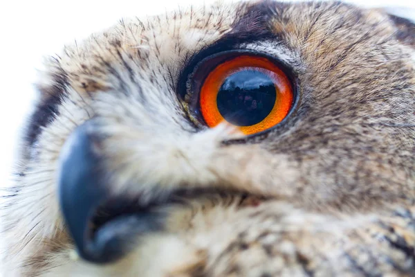 Búho con cuernos en la cabeza — Foto de Stock