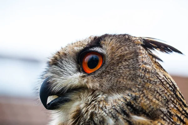 Búho con cuernos en la cabeza — Foto de Stock