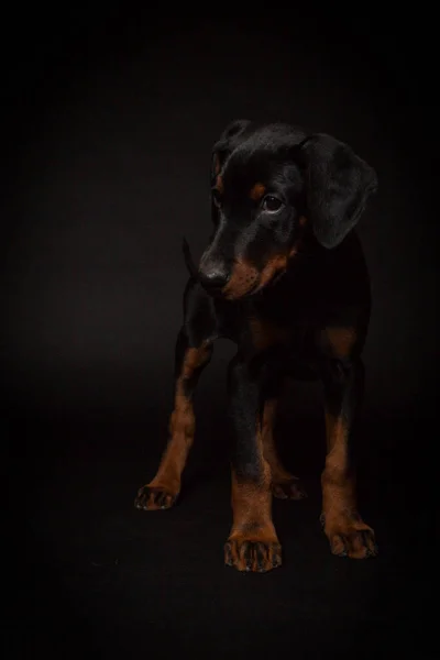 Puppy van de Dobermann pinscher (Dobie) — Stockfoto