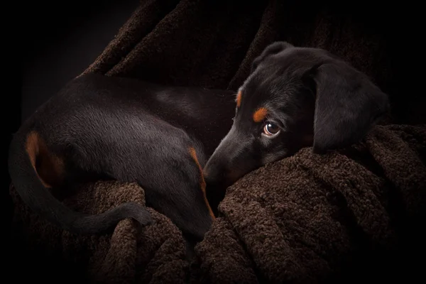 Szczeniak Doberman Pinczer (Dobie) — Zdjęcie stockowe