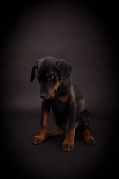 Szczeniak Doberman Pinczer (Dobie) — Zdjęcie stockowe