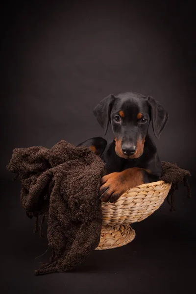 Doberman pinscher (Dobie) köpek yavrusu — Stok fotoğraf