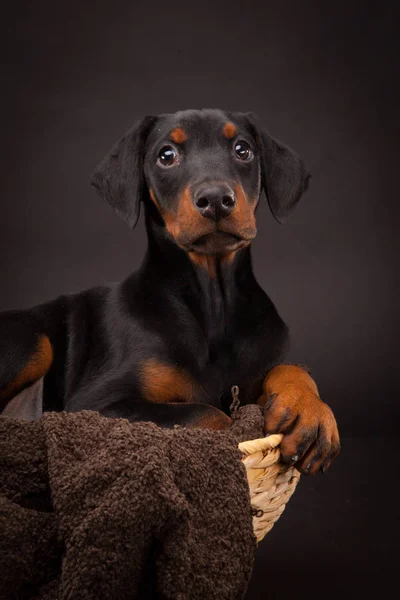 Szczeniak Doberman Pinczer (Dobie) — Zdjęcie stockowe