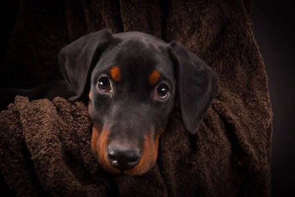 Szczeniak Doberman Pinczer (Dobie) — Zdjęcie stockowe