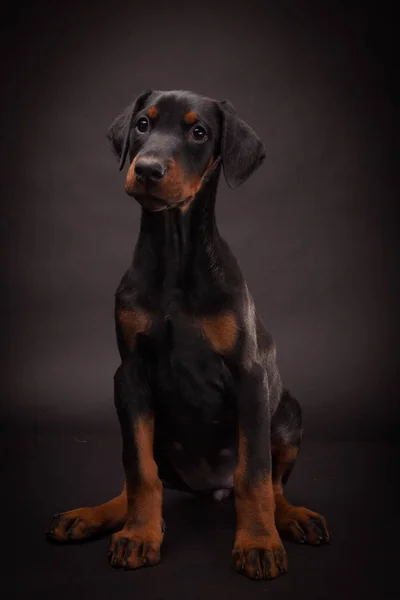 ドーベルマン (ドビー) 子犬 — ストック写真