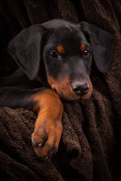 Puppy van de Dobermann pinscher (Dobie) — Stockfoto
