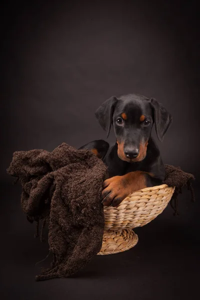 Doberman pinscher (Dobie) köpek yavrusu
