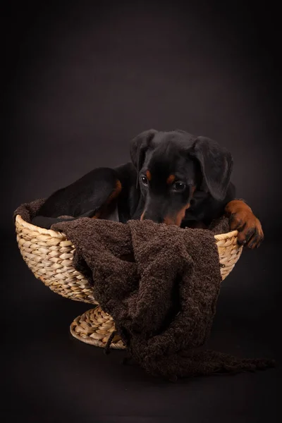 Szczeniak Doberman Pinczer (Dobie) — Zdjęcie stockowe