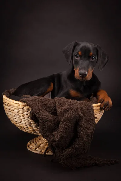 Doberman pinscher (Dobie) cachorro —  Fotos de Stock