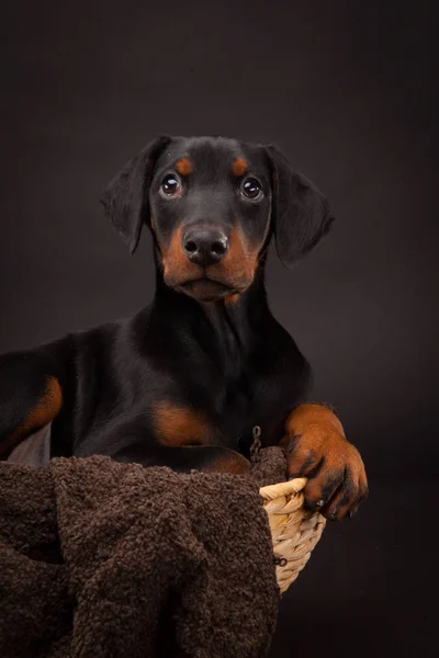 Doberman pinscher (Dobie) köpek yavrusu — Stok fotoğraf