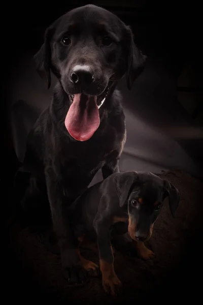 Doberman Pinczer (Dobie) szczeniak i duży czarny labrador — Zdjęcie stockowe