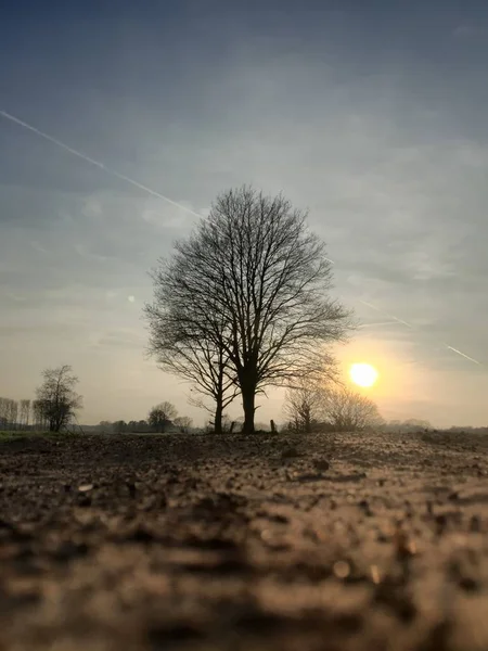 Atardecer rural detrás de una silueta de árbol —  Fotos de Stock