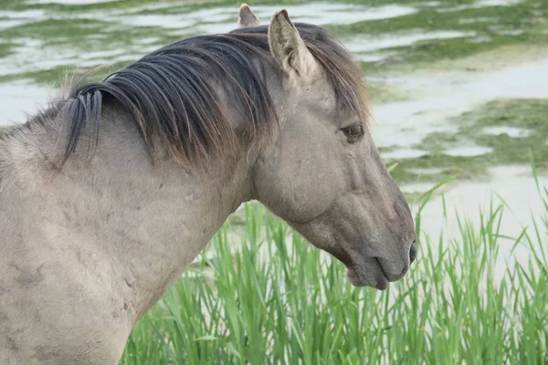 Horse in the open field — Stock Photo, Image