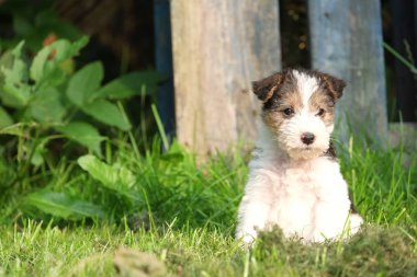 Çim güneşin tadını köpek yavrusu