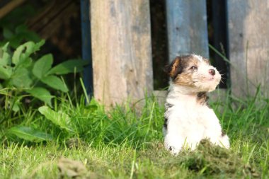 Çim güneşin tadını köpek yavrusu