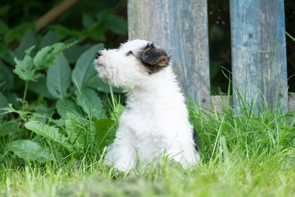 Fox terrier valp i gräset — Stockfoto