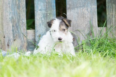 Tilki korkunç köpek çim