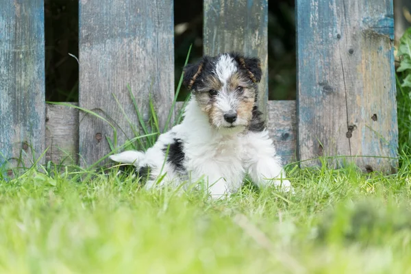 Fox terrier cucciolo nell'erba — Foto Stock