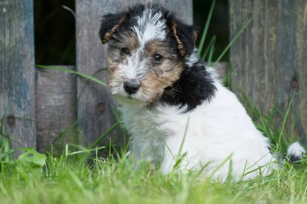 6 haftalık üç renkli tilki teriyeri köpek yavrusu bahçede çimlerin üzerinde oynuyor.