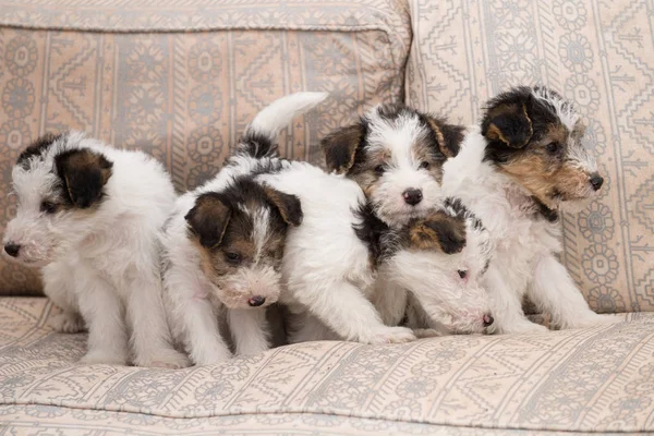 Haftalık Renkli Tilki Teriyeri Köpek Yavrusu Bahçede Çimlerin Üzerinde Oynuyor — Stok fotoğraf