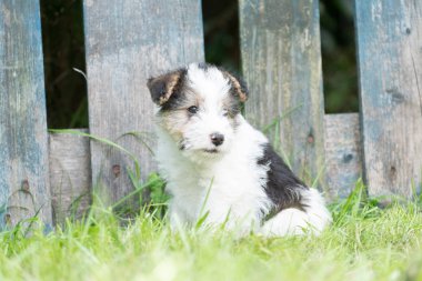 Tilki korkunç köpek çim
