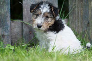 Tilki korkunç köpek çim