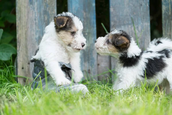 Fox terrier pups in het gras — Stockfoto