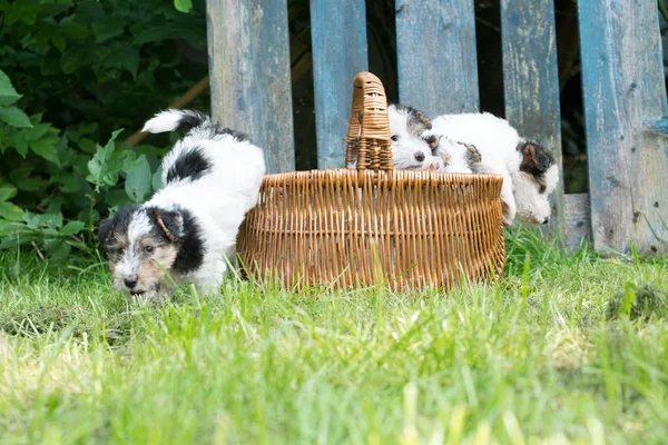 6 haftalık üç renkli tilki teriyeri köpek yavrusu bahçede çimlerin üzerinde oynuyor.