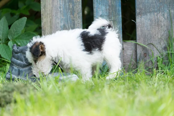 6 haftalık üç renkli tilki teriyeri köpek yavrusu bahçede çimlerin üzerinde oynuyor.