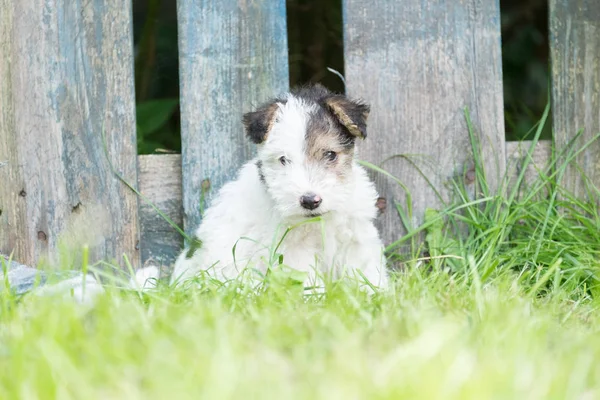 Tilki korkunç köpek çim