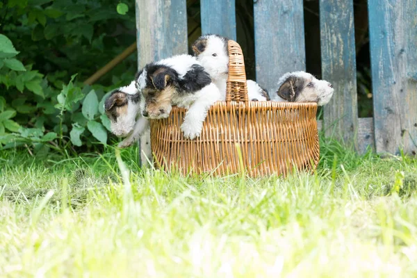 Zorro terrier cachorros en una canasta en la hierba —  Fotos de Stock