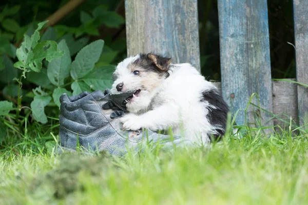 Fox terrier cachorro en la hierba —  Fotos de Stock