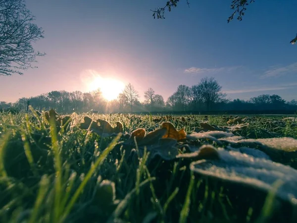 Hermoso amanecer dorado sobre exuberante paisaje verde con rayos de sol brillantes — Foto de Stock