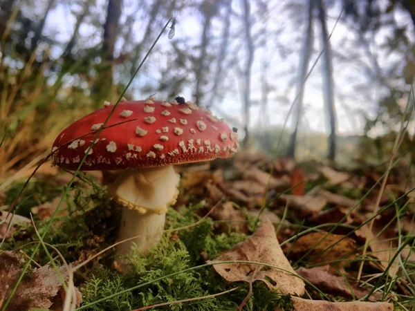 Red fly agaric mushroom or toadstool in the grass — Stock Photo, Image