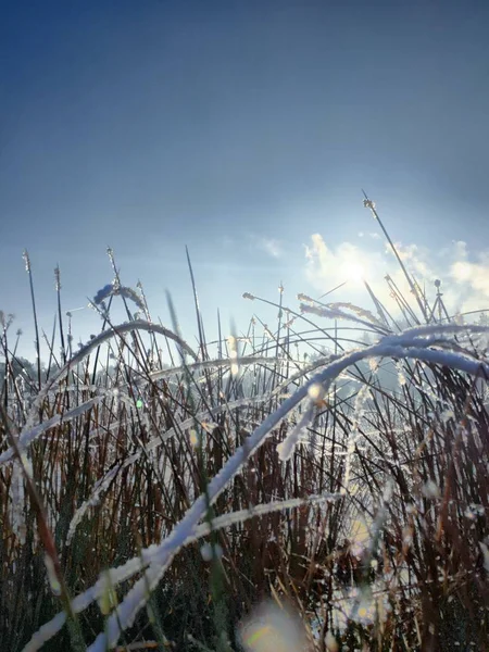 Пейзаж в зимовий хмарний день засніжених полів і лісів — стокове фото