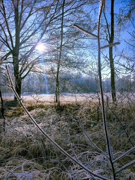 Paisagem no dia nublado de inverno de campos cobertos de neve e florestas — Fotografia de Stock