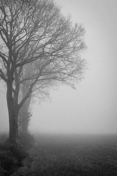 Una vista monocromática de niebla de la mañana temprano de este campo con árboles — Foto de Stock