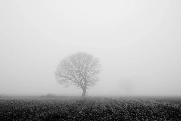 An early morning foggy monochrome view of this field with trees — Stock Photo, Image