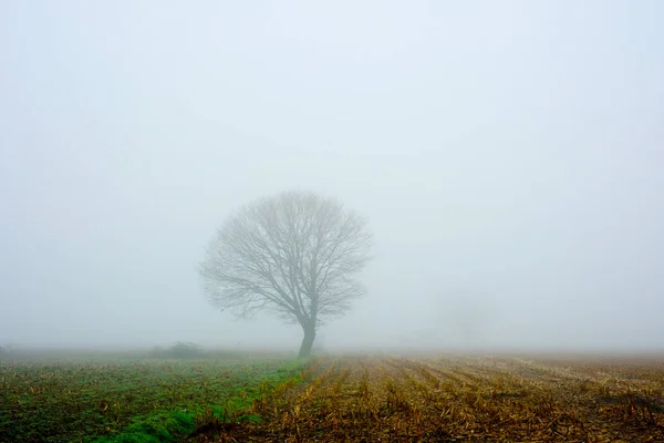 An early morning foggy view of this field with trees — Stock Photo, Image
