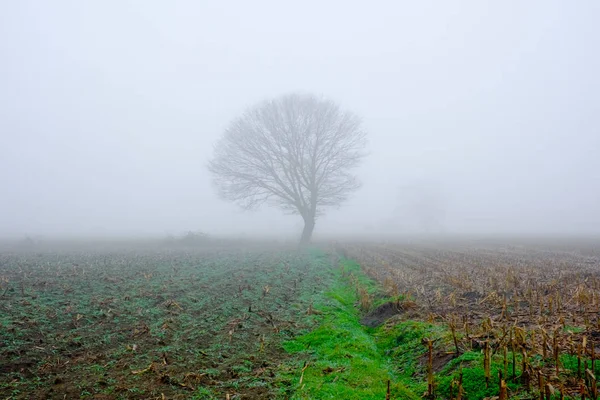 Ein frühmorgendlicher nebliger Blick auf dieses Feld mit Bäumen — Stockfoto