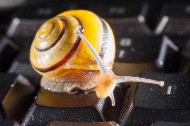 Garden snail on a black computer keyboard clipart