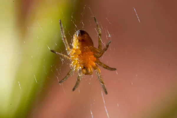 Cruz aranha jardim na web — Fotografia de Stock