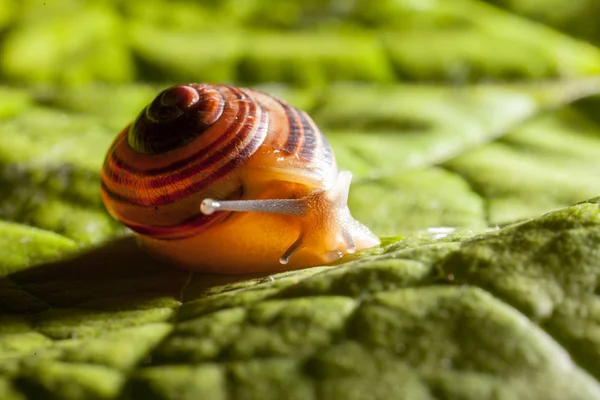 Caracol de jardim em uma folha verde — Fotografia de Stock