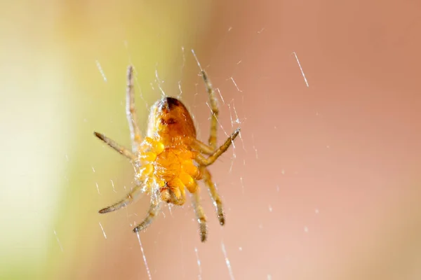 Korsa korsspindel på webben — Stockfoto