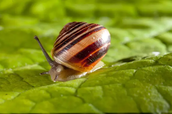 绿叶上的花园蜗牛 — 图库照片