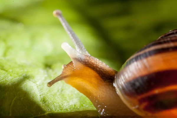 绿叶上的花园蜗牛 — 图库照片