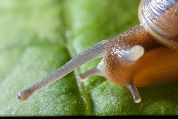 Caracol de jardim em uma folha verde — Fotografia de Stock